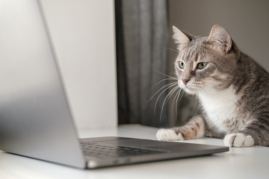 A cute cat in front of a laptop
